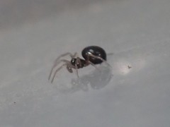 Enoplognatha thoracica