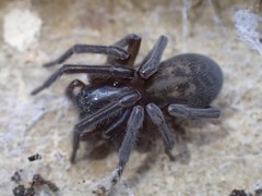 Amaurobius fenestralis