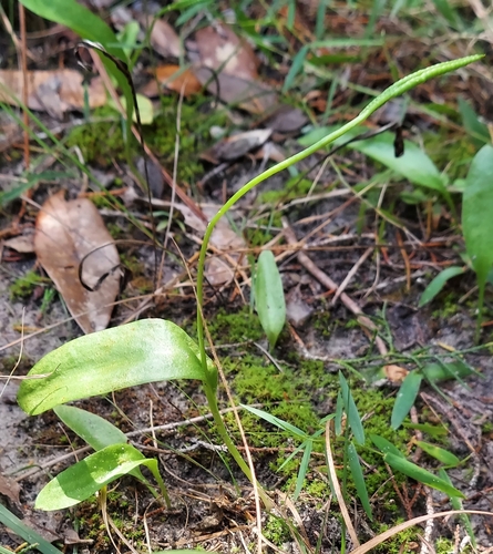 Image of Ophioglossum petiolatum by (c) Athena Philips, some rights reserved (CC BY)