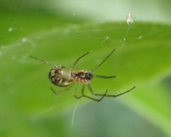Neriene peltata