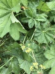 Alchemilla mollis