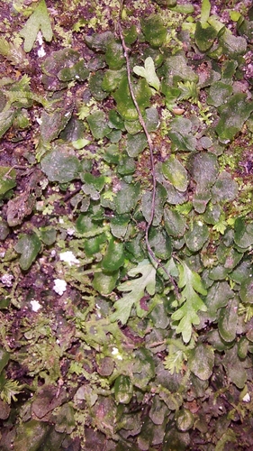 Image of Didymoglossum petersii by (c) Athena Philips, some rights reserved (CC BY)