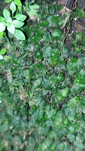 Image of Dwarf Filmy Fern (Didymoglossum petersii) by (c) Athena Philips, some rights reserved (CC BY)