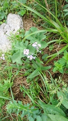 Myosotis alpestris