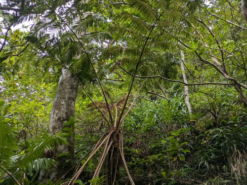 Chamisso's manfern (Cibotium chamissoi)