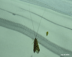 Macrostemum radiatum