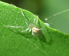 Enoplognatha ovata