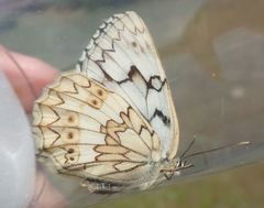 Melanargia russiae