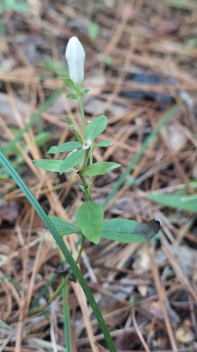 Florida Pinkroot (Spigelia loganioides)