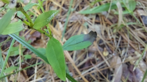 Image of Spigelia loganioides by (c) Athena Philips, some rights reserved (CC BY)