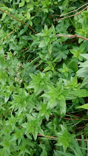 Image of Epilobium alpestre by (c) Grzegorz Grzejszczak, some rights reserved (CC BY-SA)