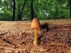 Mycena viridimarginata