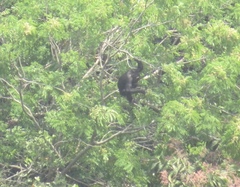 Pan troglodytes verus