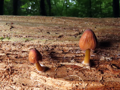 Mycena viridimarginata