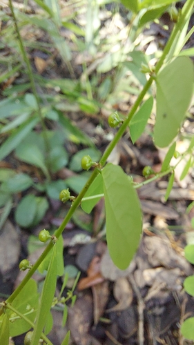 Image of Phyllanthus caroliniensis by (c) Athena Philips, some rights reserved (CC BY)