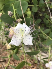 Capparis
