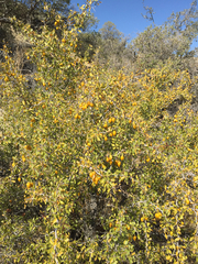 Pseudoziziphus parryi