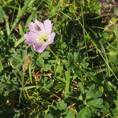 Geranium cinereum