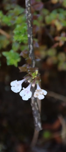 Image of Micromeria imbricata by (c) Tony Rebelo, some rights reserved (CC BY-SA)