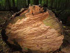Phellinus laevigatus