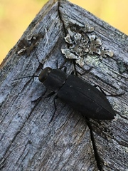 Melanophila acuminata