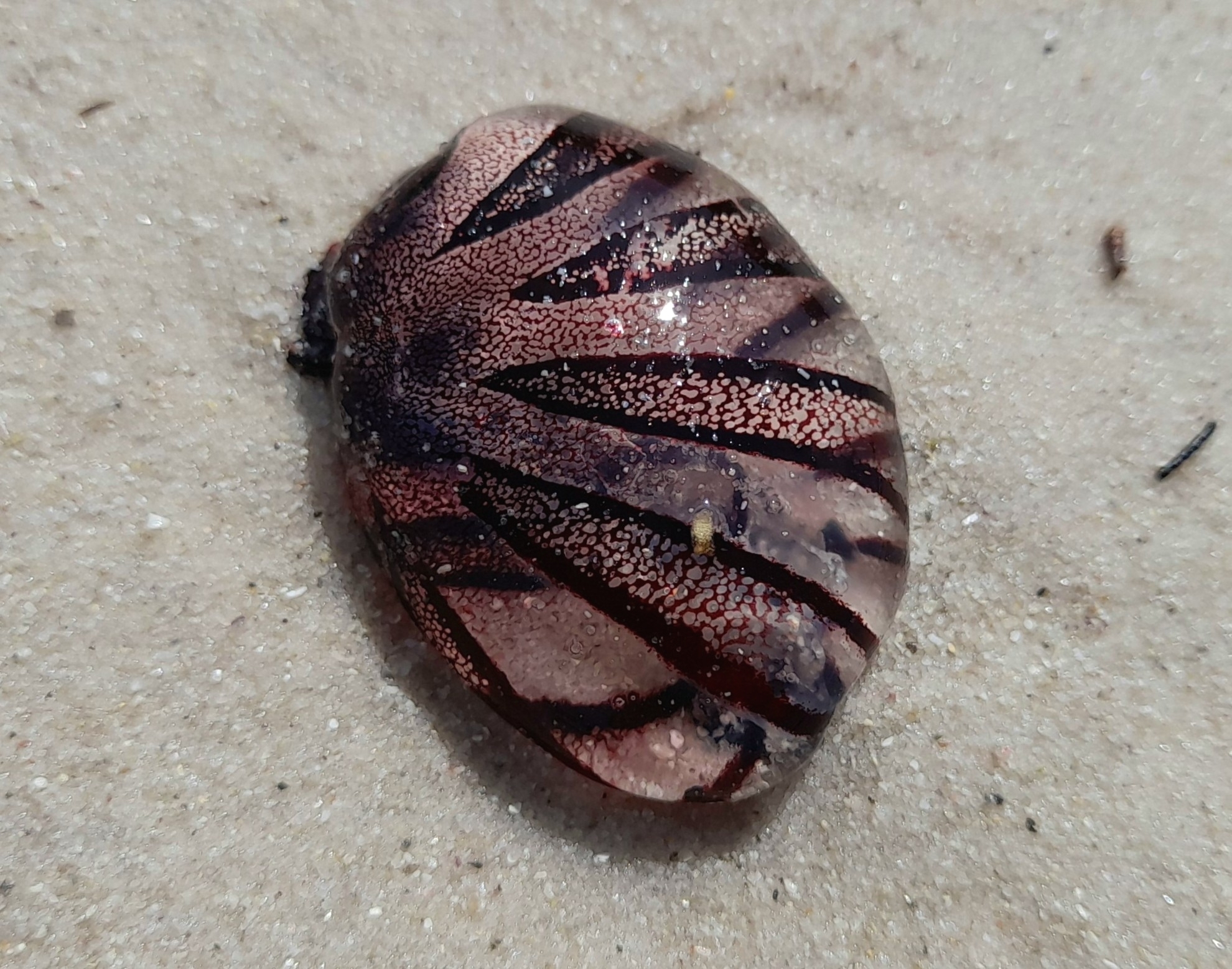Chrysaora agulhensis Ras, Neethling, Engelbrecht, Morandini, Bayha, Skrypzeck & Gibbons, 2020