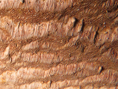 Phellinus laevigatus