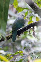 Scarlet-Breasted Fruit-Dove photo 3