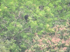 Pan troglodytes verus