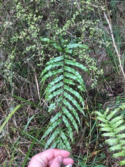 Blechnum minus