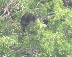 Pan troglodytes verus