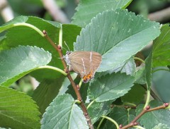 Satyrium w-album