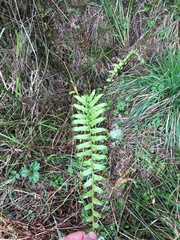 Blechnum minus