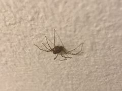 Scytodes thoracica