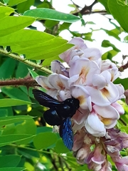 Xylocopa