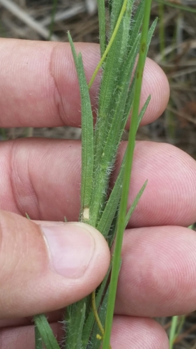 Image of Liatris garberi by (c) Jay Horn, some rights reserved (CC BY)
