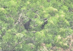 Pan troglodytes verus