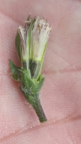 Image of Liatris garberi by (c) Jay Horn, some rights reserved (CC BY)