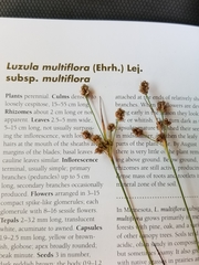 Luzula multiflora multiflora