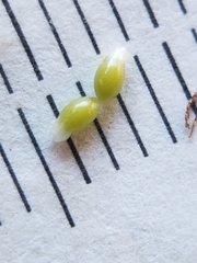 Luzula multiflora multiflora