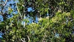 Rourea doniana