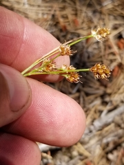 Luzula multiflora multiflora