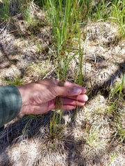 Luzula multiflora multiflora