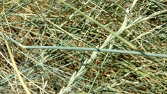 Thinopyrum intermedium intermedium