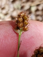 Luzula multiflora multiflora