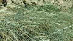 Thinopyrum intermedium intermedium