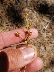 Luzula multiflora multiflora