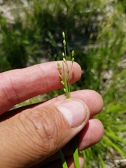 Dichanthelium depauperatum