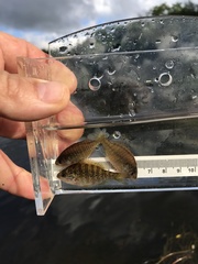 Lepomis peltastes