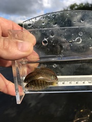 Lepomis peltastes